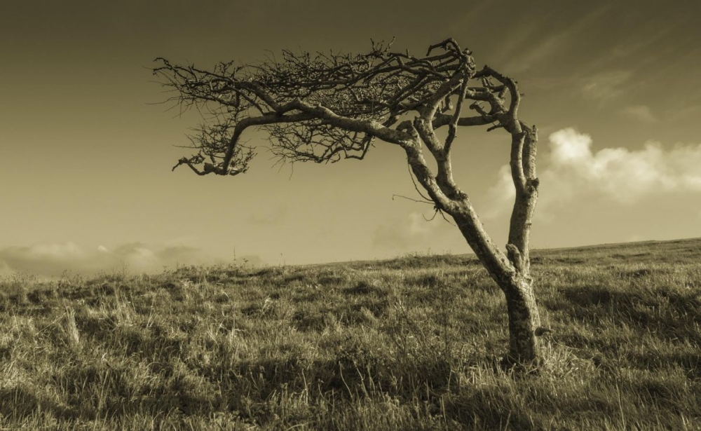 Joint 1st windswept by Lynette Lord